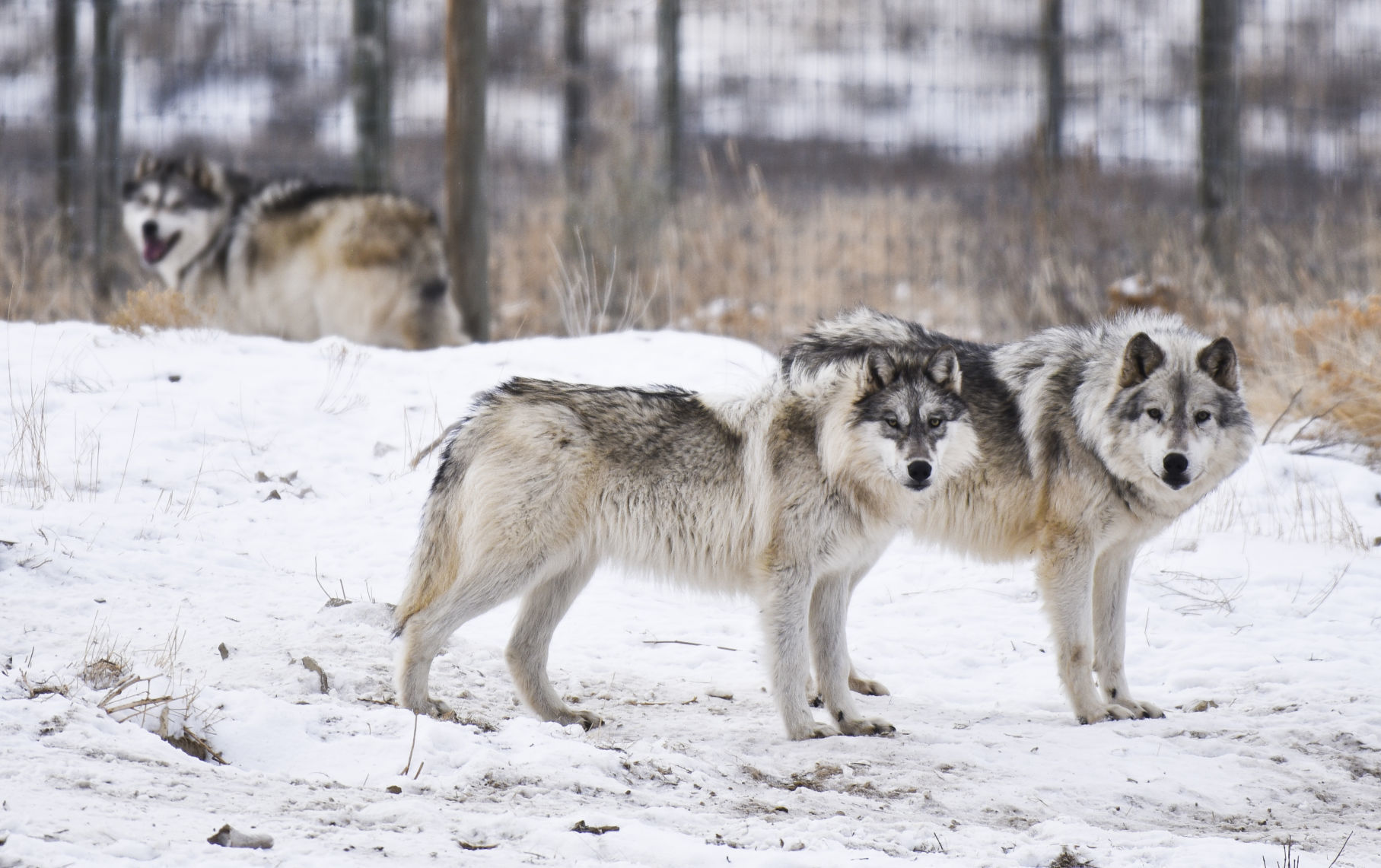 Bridger wolves